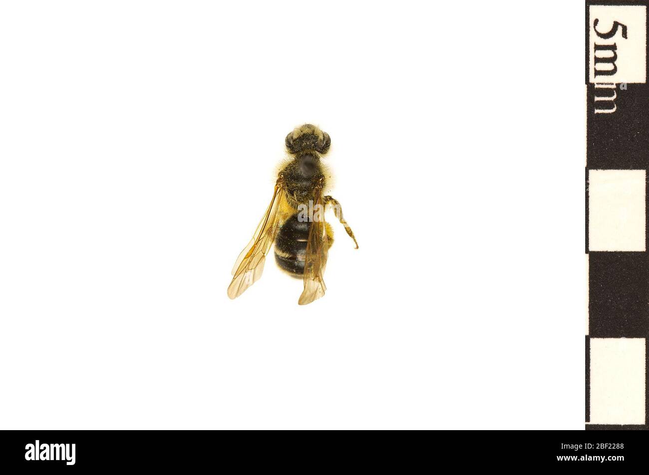 Mining Bee. This object is part of the Education and Outreach collection, some of which are in the Q?rius science education center and available to see.114 Jan 2020 Stock Photo