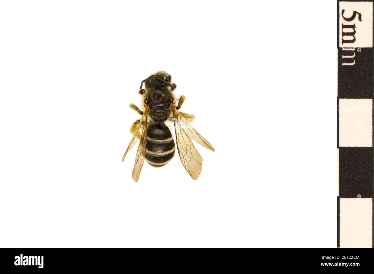 Polymorphic Sweat Bee. This object is part of the Education and Outreach collection, some of which are in the Q?rius science education center and available to see.114 Jan 2020 Stock Photo