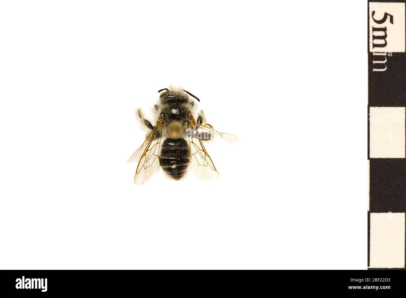 Mining Bee Andrenid Bee. This object is part of the Education and Outreach collection, some of which are in the Q?rius science education center and available to see.114 Jan 2020 Stock Photo