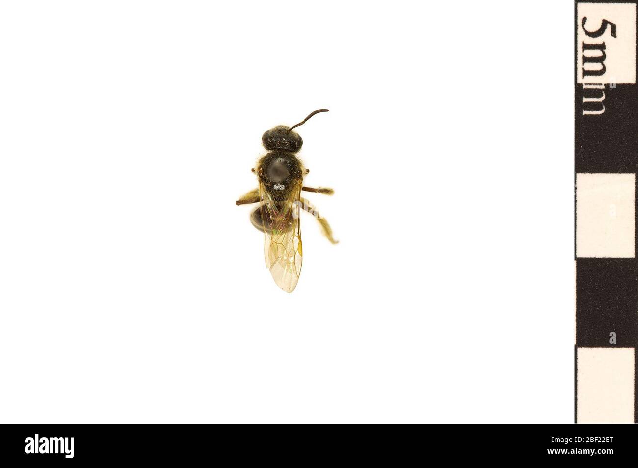 Sweat Bee Sweat Bee. This object is part of the Education and Outreach collection, some of which are in the Q?rius science education center and available to see.114 Jan 2020 Stock Photo