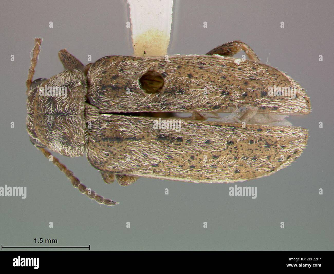 Insect Microscope Dissection Insects dissection hi-res stock photography and images - Alamy