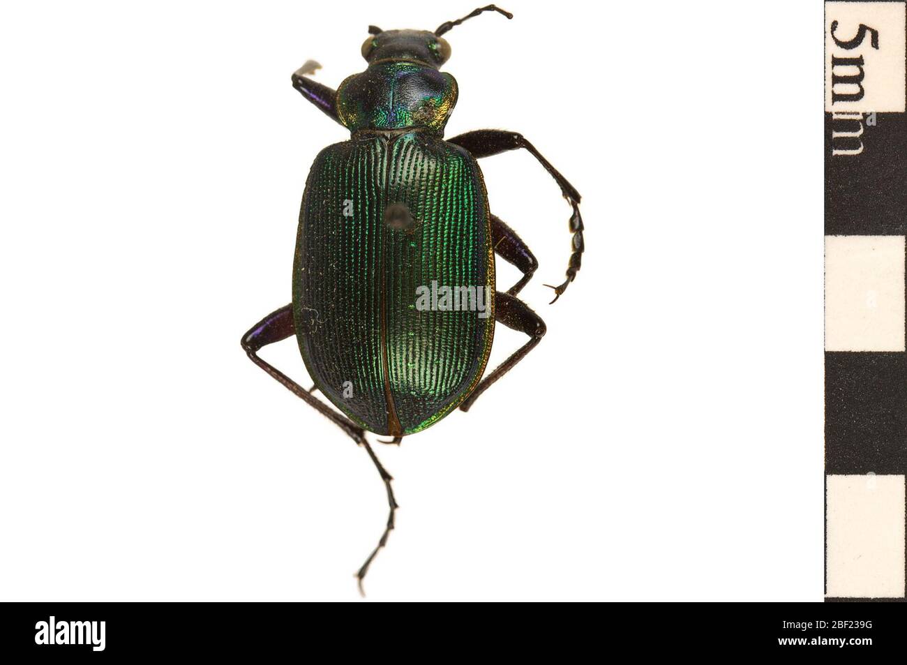 Caterpillar Hunter Ground Beetle. This object is part of the Education and Outreach collection, some of which are in the Q?rius science education center and available to see.114 Jan 2020 Stock Photo