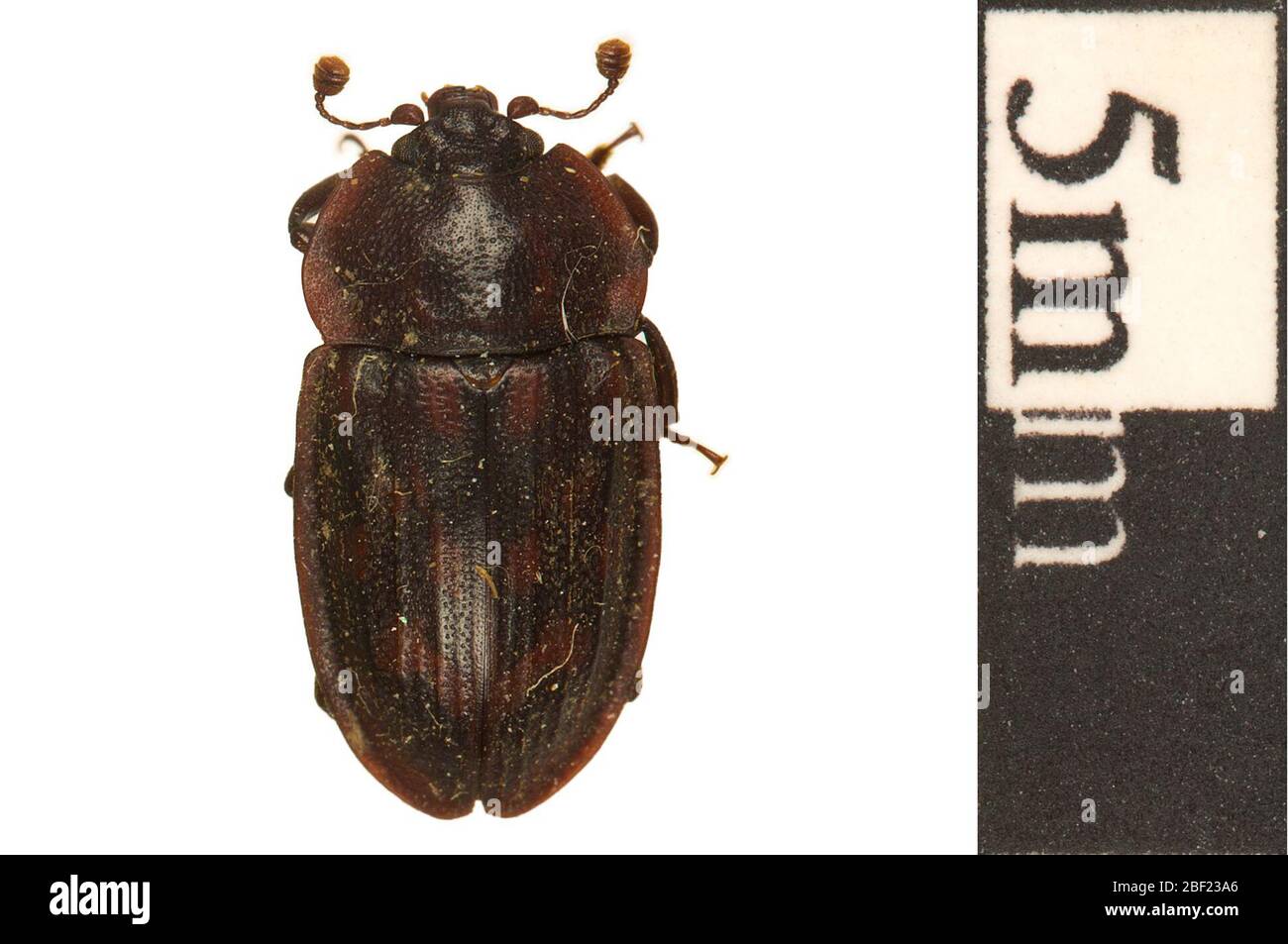 Sap Beetle. This object is part of the Education and Outreach collection, some of which are in the Q?rius science education center and available to see.114 Jan 2020 Stock Photo