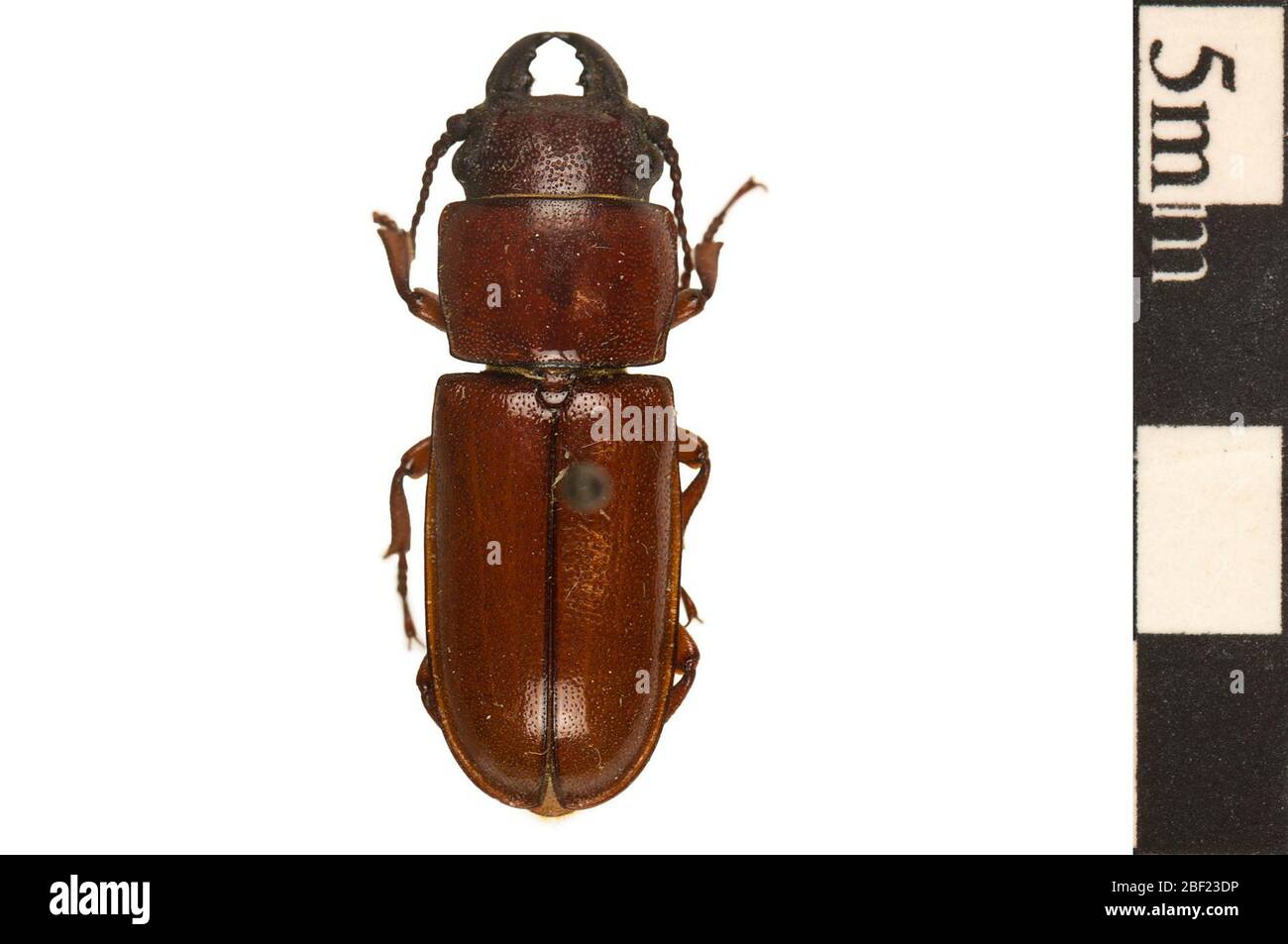 Pole Borer Longhorned Beetle. This object is part of the Education and Outreach collection, some of which are in the Q?rius science education center and available to see.114 Jan 2020 Stock Photo