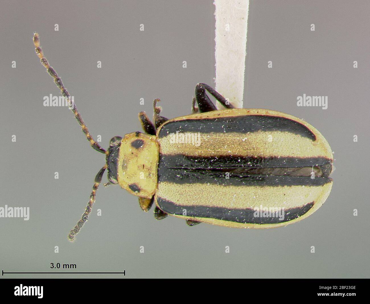 Diabrotica hires stock photography and images Alamy