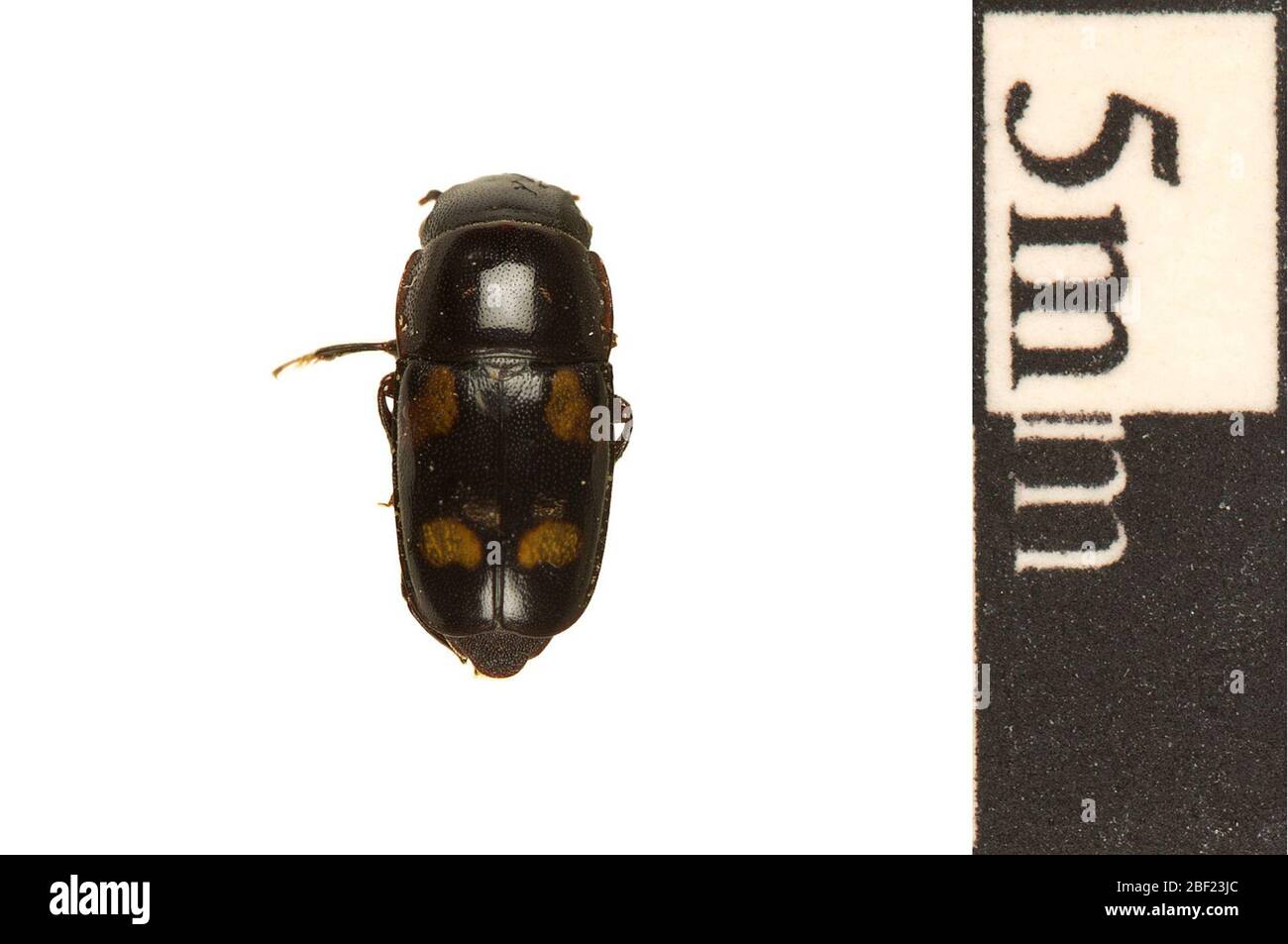 Fourspotted Sap Beetle. This object is part of the Education and Outreach collection, some of which are in the Q?rius science education center and available to see.114 Jan 2020 Stock Photo