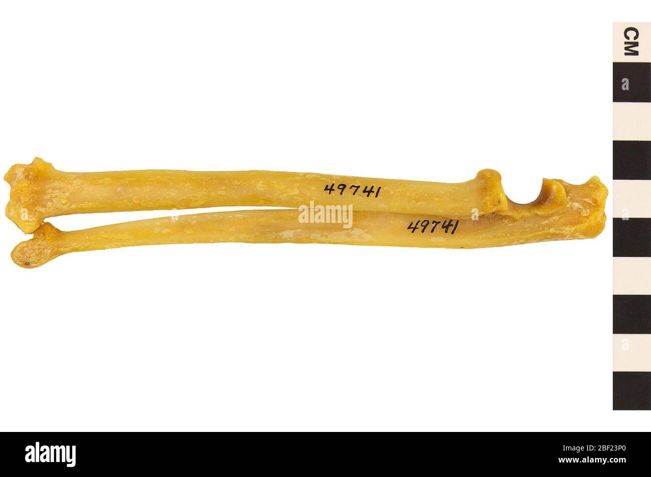 Bobcat. This object is part of the Education and Outreach collection, some of which are in the Q?rius science education center and available to see.left radius & ulna114 Jan 2020 Stock Photo