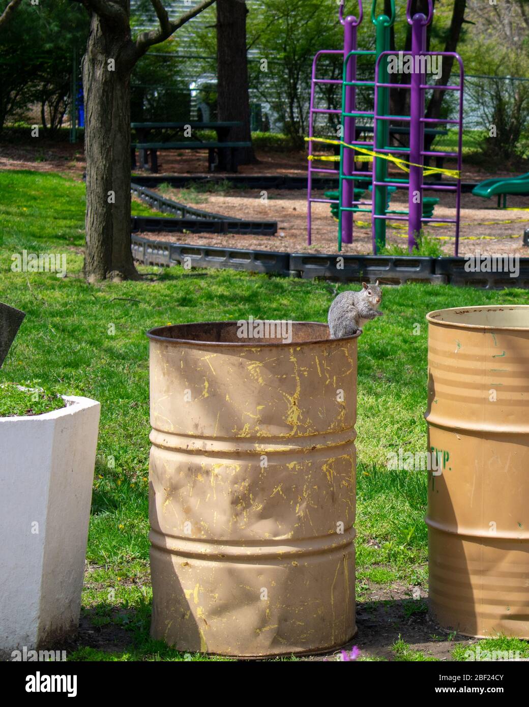 A Squirrel Standing on the Edge of a Yellow Trash Can Looking at the Camera in a Park Stock Photo