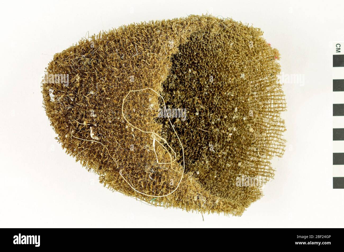 Vase Sponge. This object is part of the Education and Outreach collection, some of which are in the Q?rius science education center and available to see.Found at high tide line.114 Jan 2020 Stock Photo