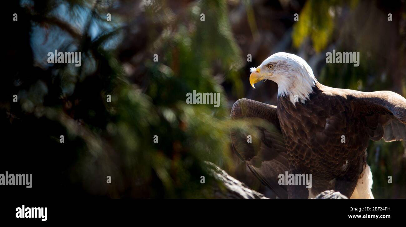 Bald Eagle. Species leucocephalus,Genus Haliaeetus,Family
