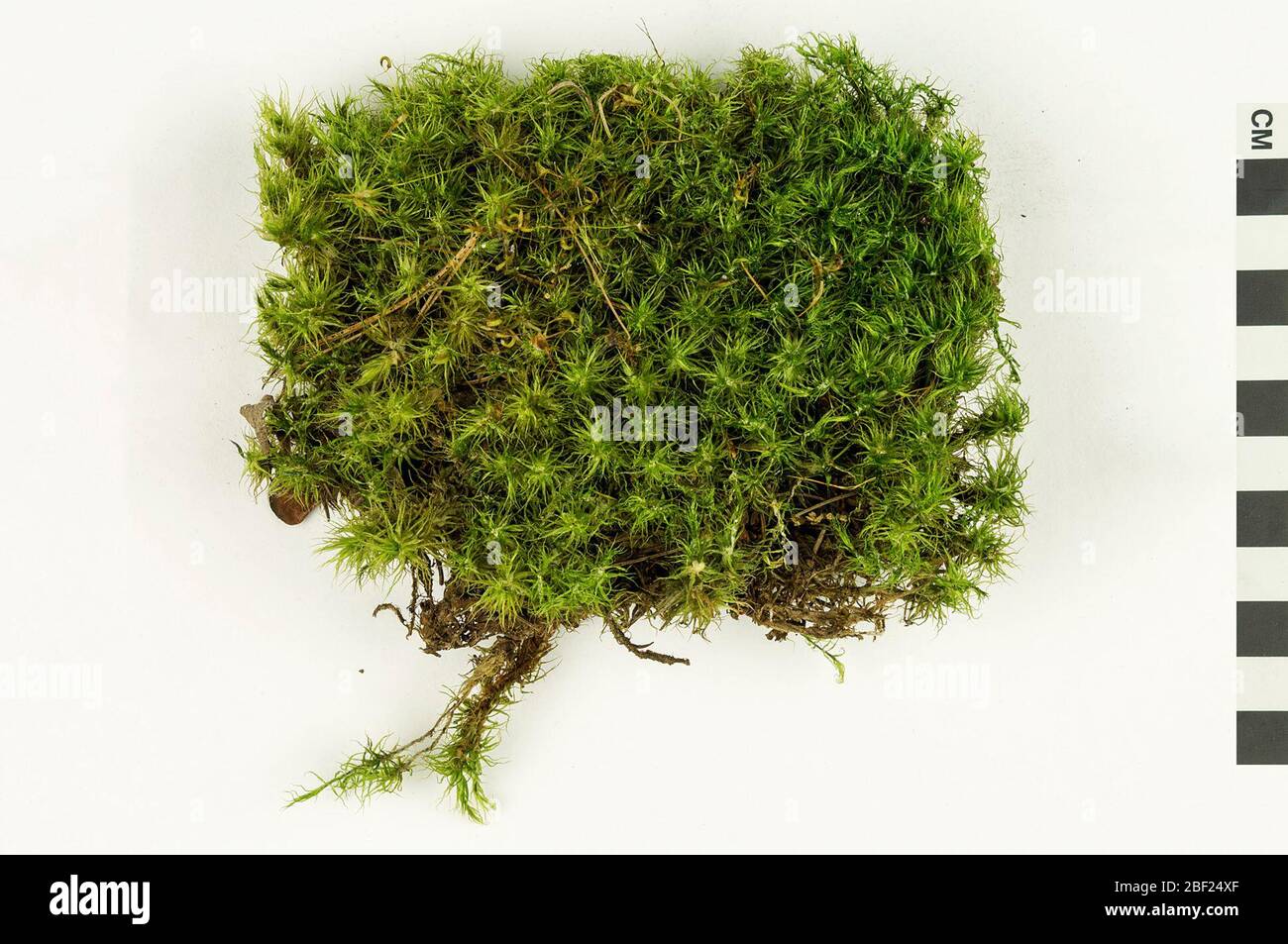 Waxyleaf Moss Dicranum Moss. This object is part of the Education and Outreach collection, some of which are in the Q?rius science education center and available to see.18 Feb 2016 Stock Photo