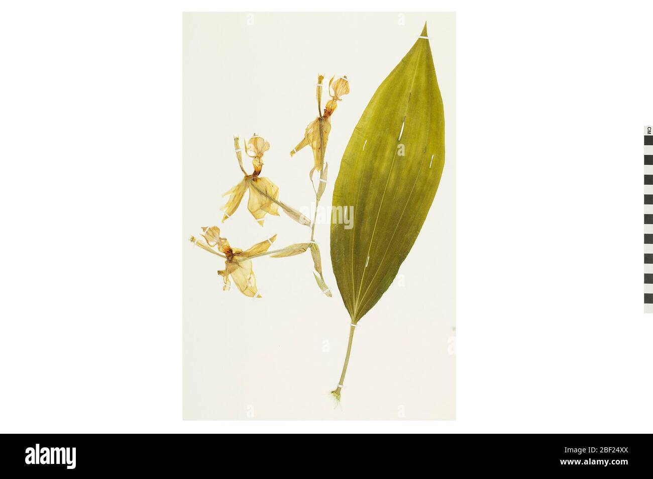 Bucket Orchid. This object is part of the Education and Outreach collection, some of which are in the Q?rius science education center and available to see.128 Aug 2019 Stock Photo