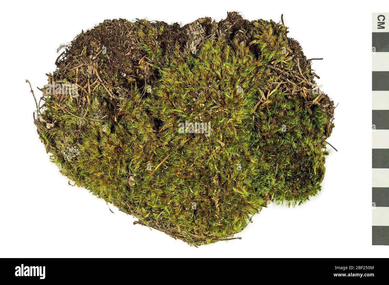 Dicranum Moss Broom Moss. This object is part of the Education and Outreach collection, some of which are in the Q?rius science education center and available to see.114 Apr 2017 Stock Photo