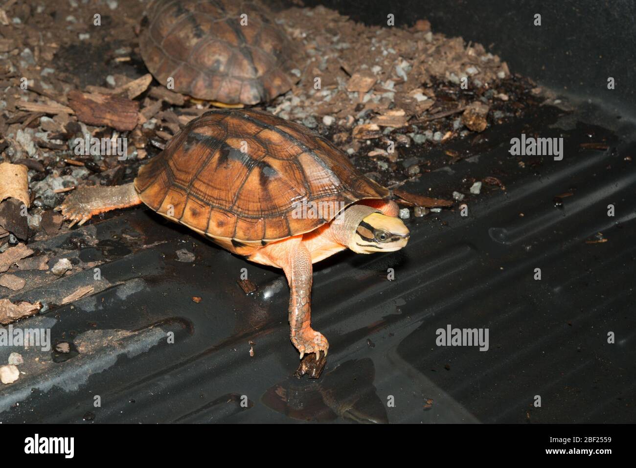 Chinese Threestriped Box Turtle. Kingdom Animalia,Phylum Chordata