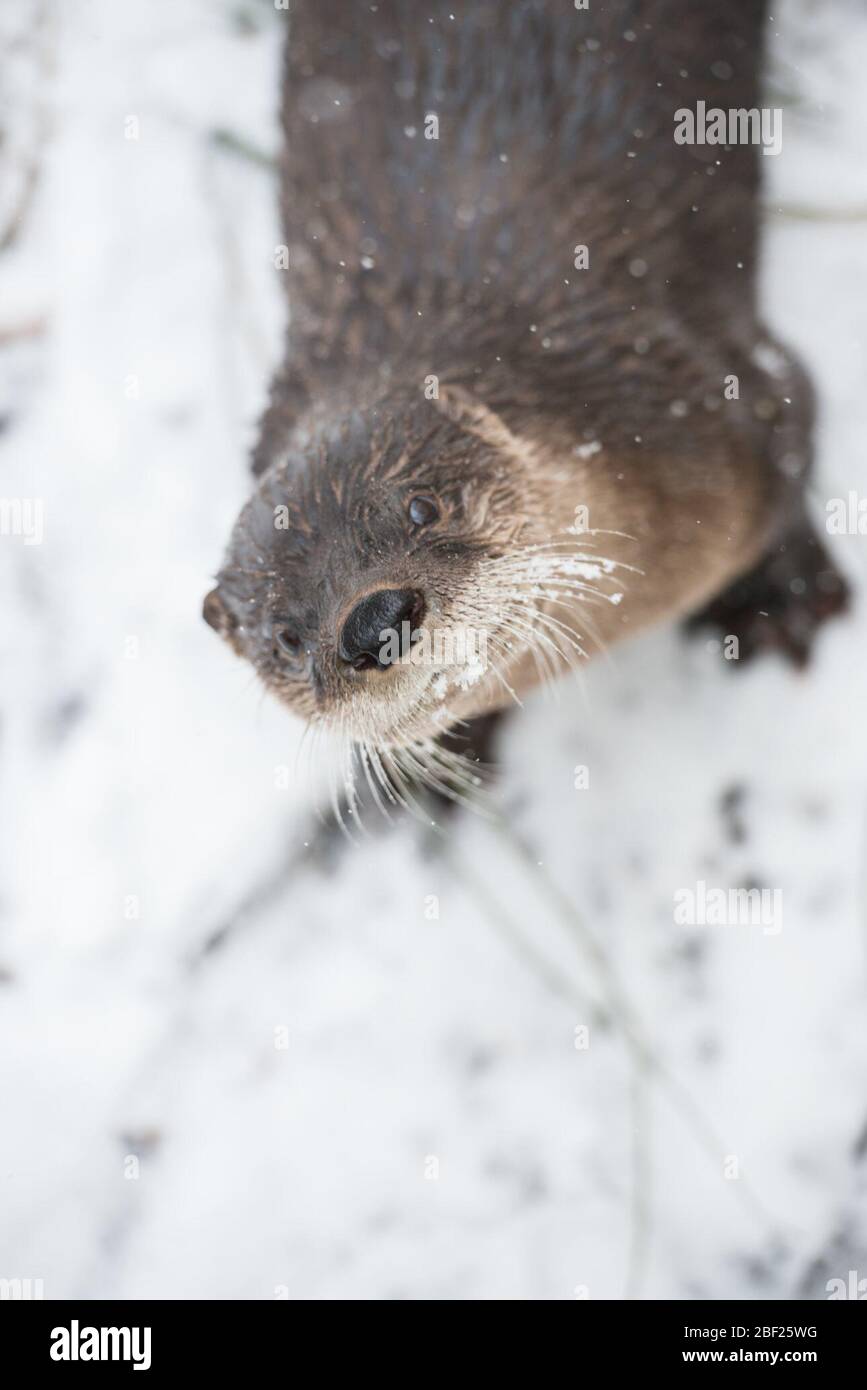 North American River Otter. Snow,Winter,Species: canadensis,Genus