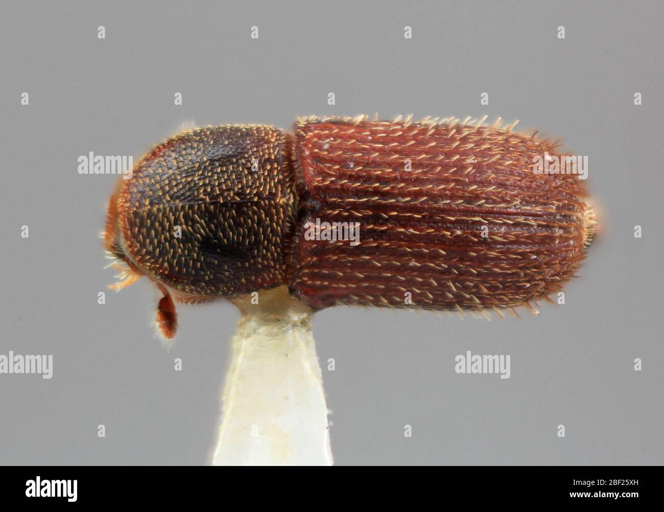 Perplexus hi-res stock photography and images - Alamy