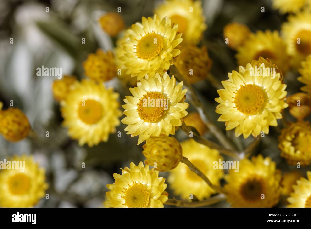 Helichrysum argyrophylla.  The flowers are daisy-like with canary yellow rays surrounding a darker yellow centre, flowering from December to May. Stock Photo