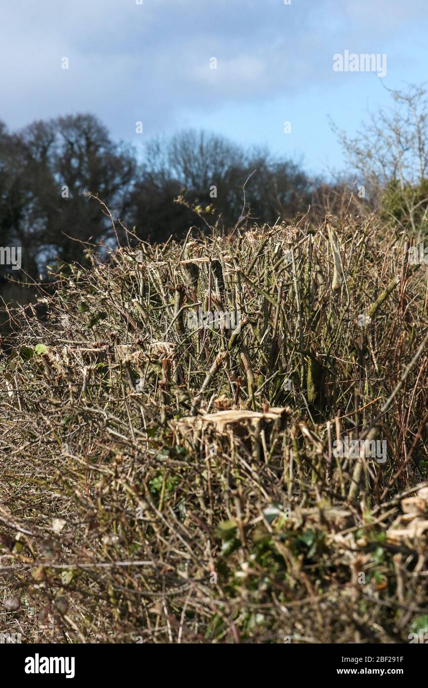 Hedgerow cut back in early spring Stock Photo