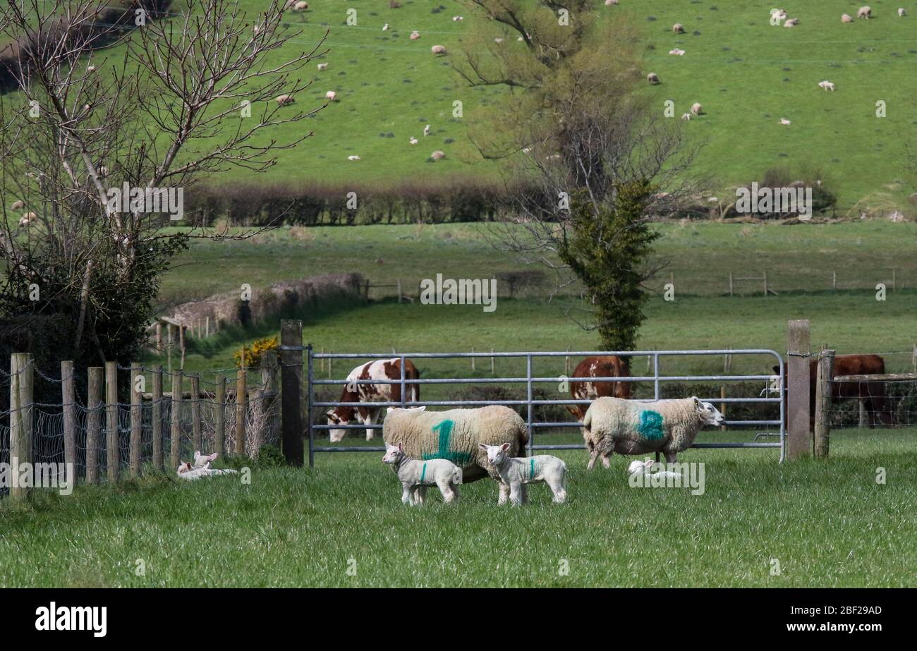 Springtime on a UK farm during lambing season with two lambs and a ewe in a field and other farm animals in the background including sheep and lambs. Stock Photo