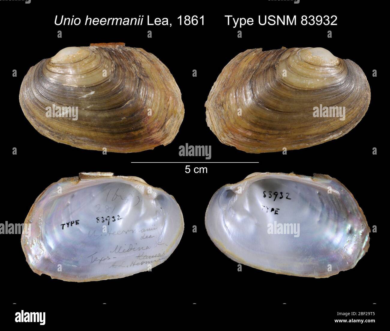 Unio Body Unio bivalve hi-res stock photography and images - Alamy