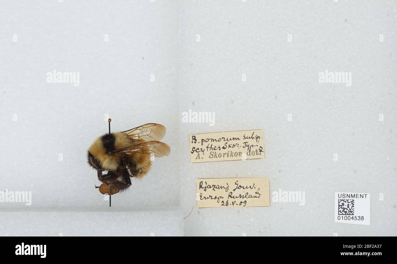 Bombus Rhodobombus armeniacus. Transcribed by digital volunteersB. pomorum subsp scythes Skor Typ17 Apr 20171 Stock Photo