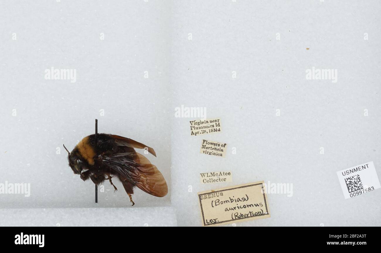 Bombus Bombias auricomus. Transcribed by digital volunteers[object Object]17 Apr 20171 Stock Photo