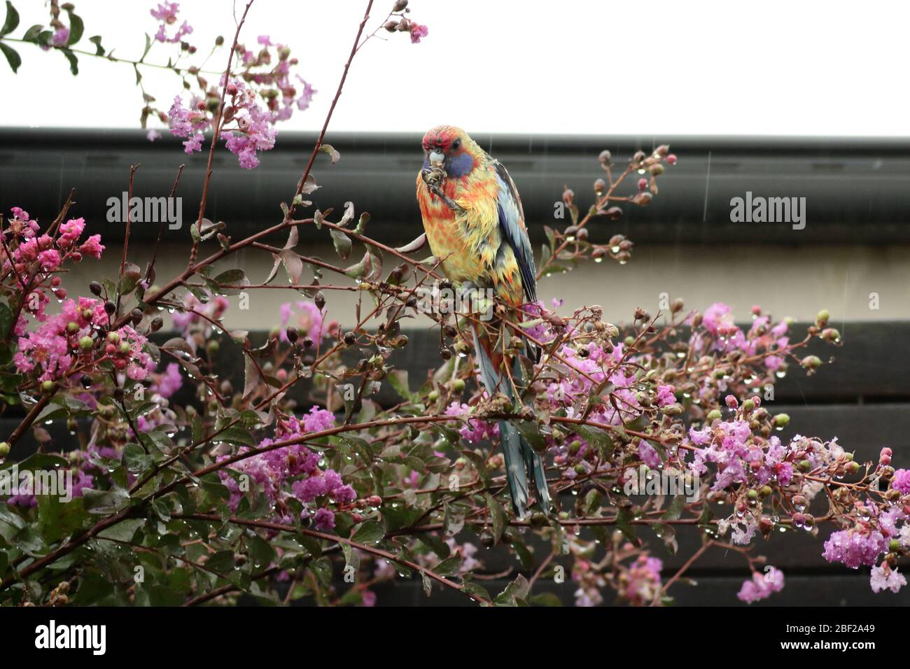 Eastern green Rosella eating Crepe myrtle flower pods in the rain. Stock Photo