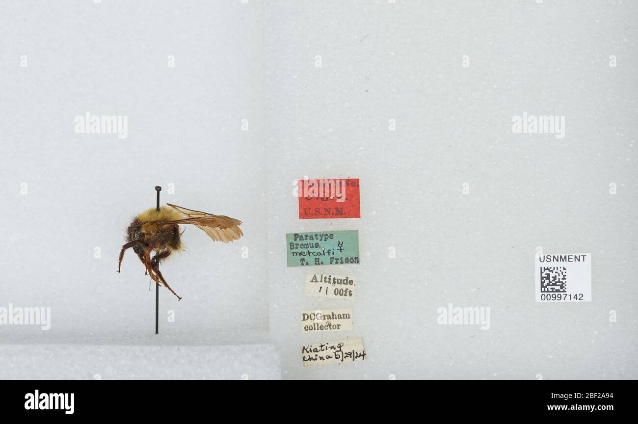 Bombus Orientalibombus braccatus. Transcribed by digital ...