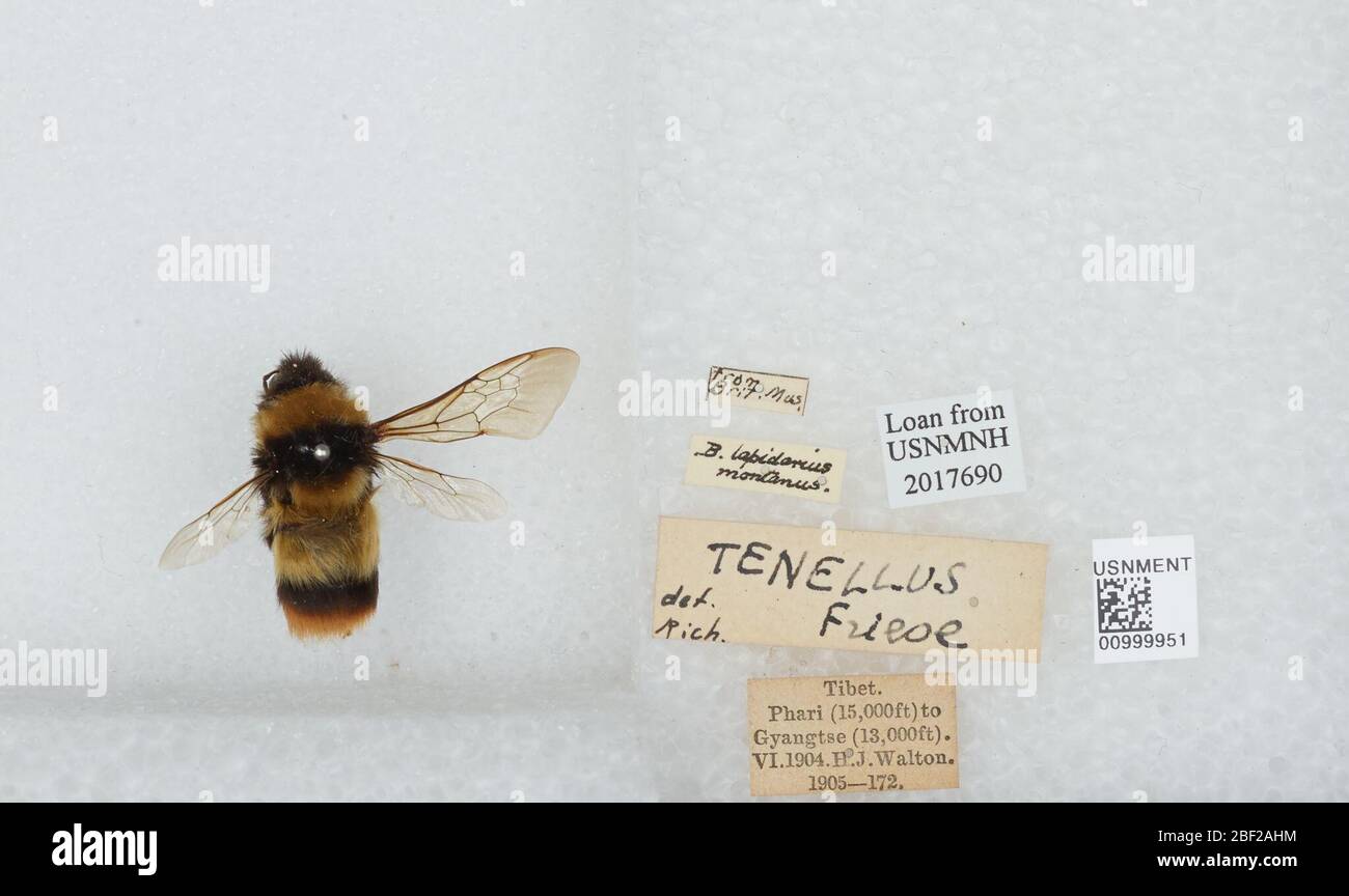 Bombus Melanobombus keriensis. Transcribed by digital volunteersTibet Exped.Bombus tenellus Fr.1905-17217 Apr 20171 Stock Photo