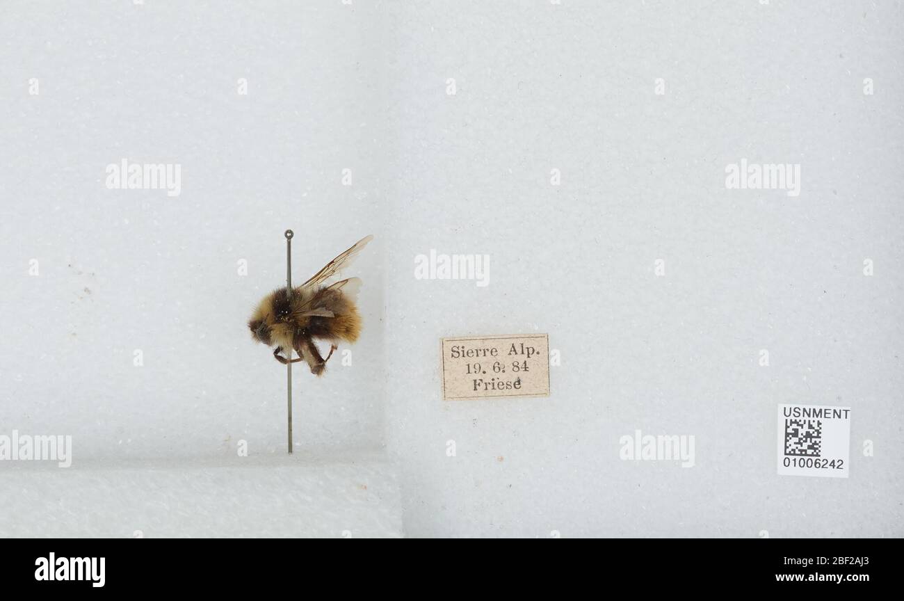 Bombus Pyrobombus lapponicus lapponicus. Transcribed by digital volunteerslapponicus R.C.L.P.A.W. Stelfox Collection 196617 Apr 20171 Stock Photo