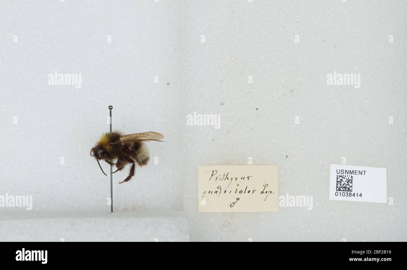 Bombus Psithyrus sylvestris. Transcribed by digital volunteers[object Object]17 Apr 20171 Stock Photo