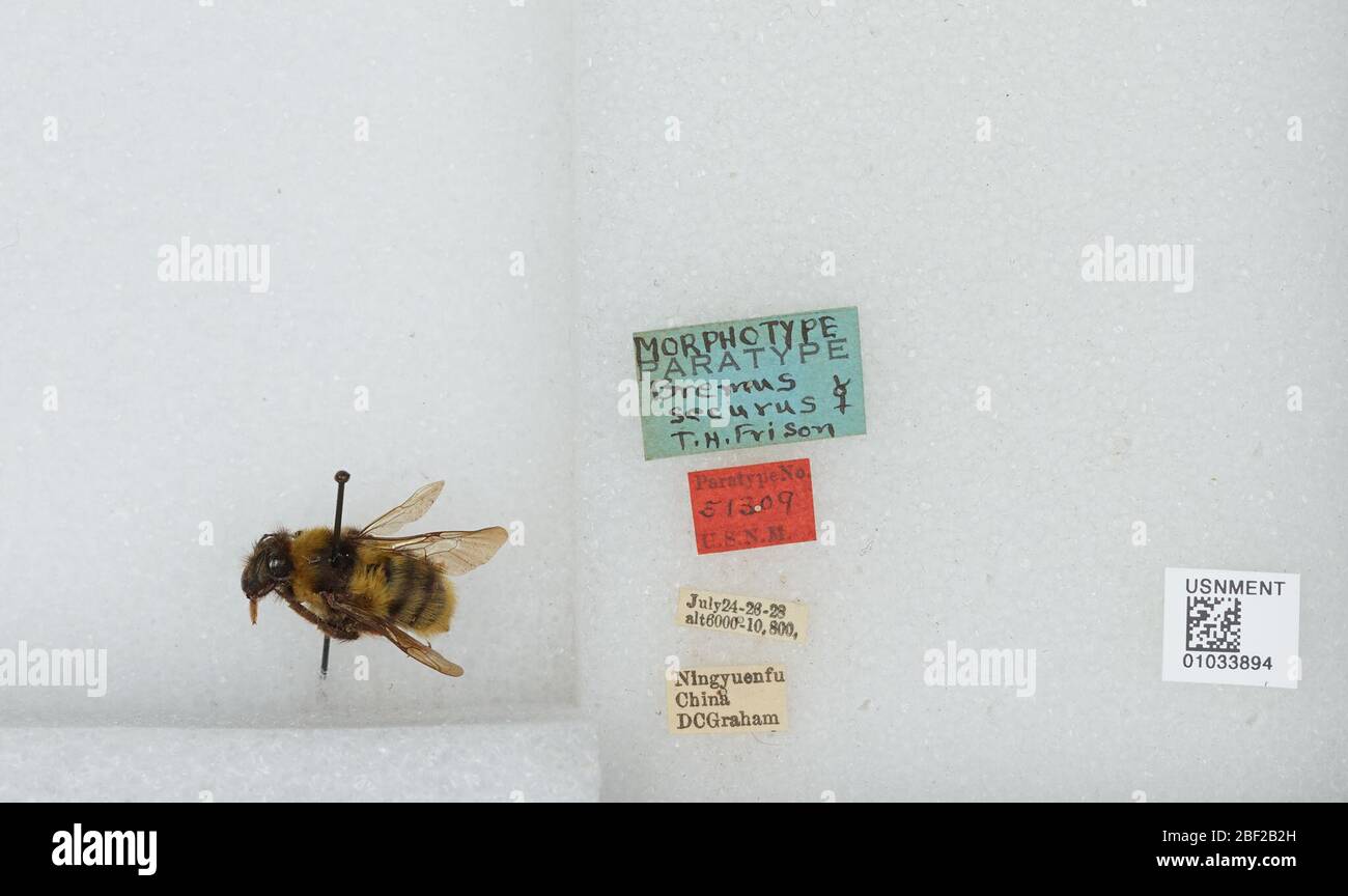 Bombus Megabombus securus. Transcribed by digital volunteersParatype ...