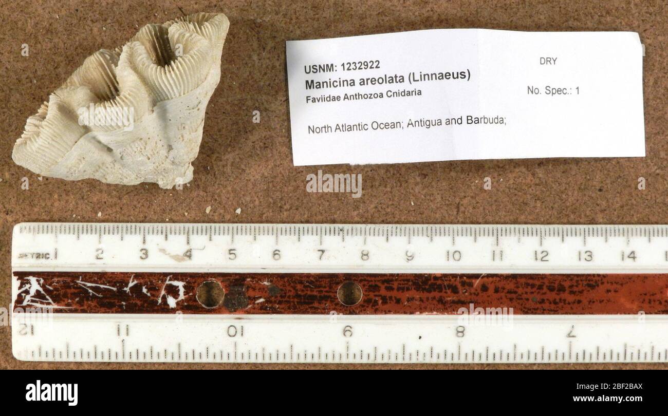 Manicina areolata. 17 Sep 2018072 Stock Photo Alamy