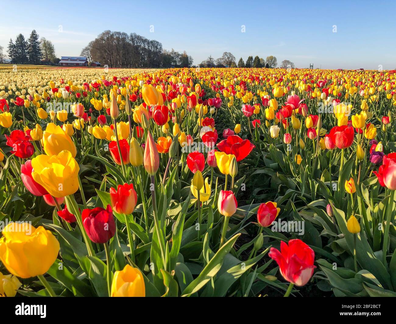 Tulips Fields II, Closeup Stock Photo