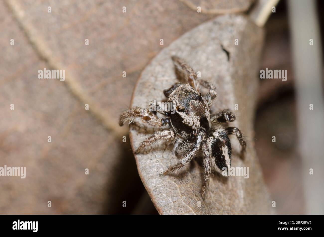 Jumping Spider, Habronattus orbus, male on leaf litter on the forest floor Stock Photo