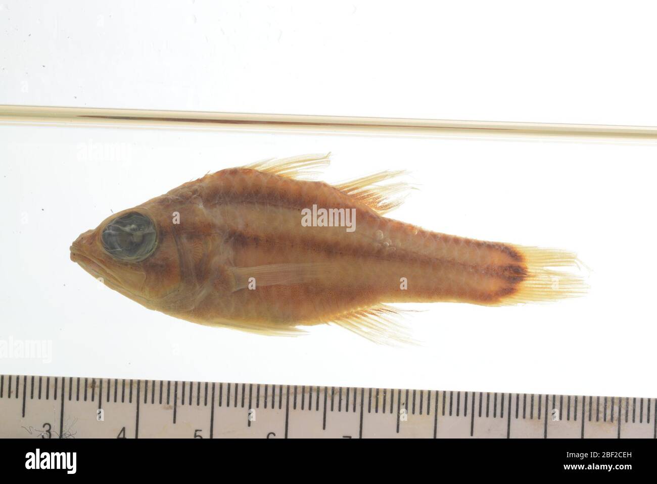 Apogon nigrofasciatus. 17619 Mar 20201 Stock Photo