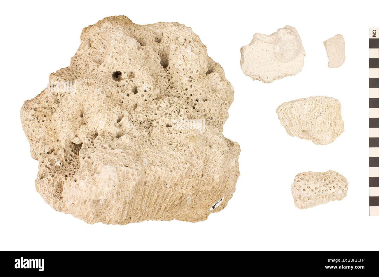 Sceronian Rocks Pliocene sedimentary rocks hi-res stock photography and images - Alamy