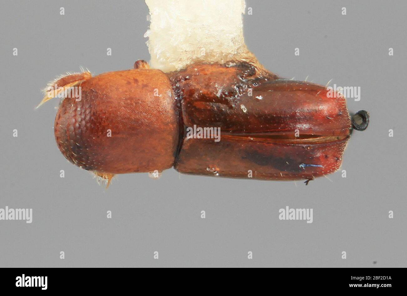 Microcorthylus inops. PiperaceaePipersp.20 Jul 20171 Stock Photo - Alamy