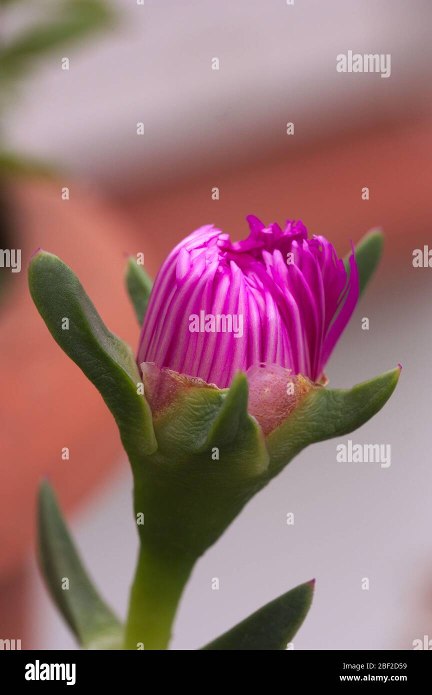 Close-up of a purple flower about to open from the plant known as cat's claw (Carpobrotus edulis) Stock Photo