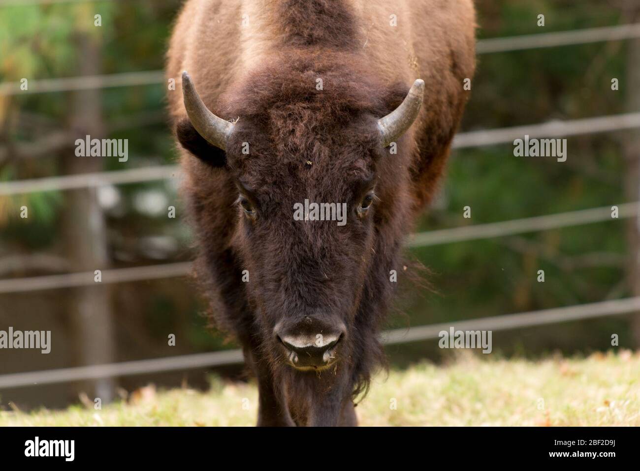 Bison Species Family