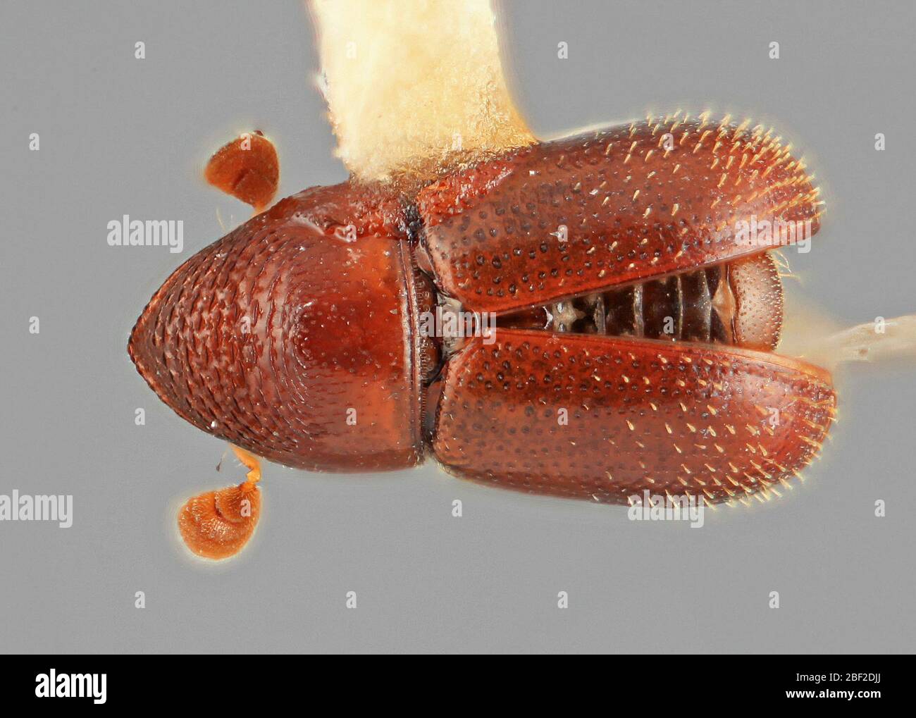 Aztecus hi-res stock photography and images - Alamy
