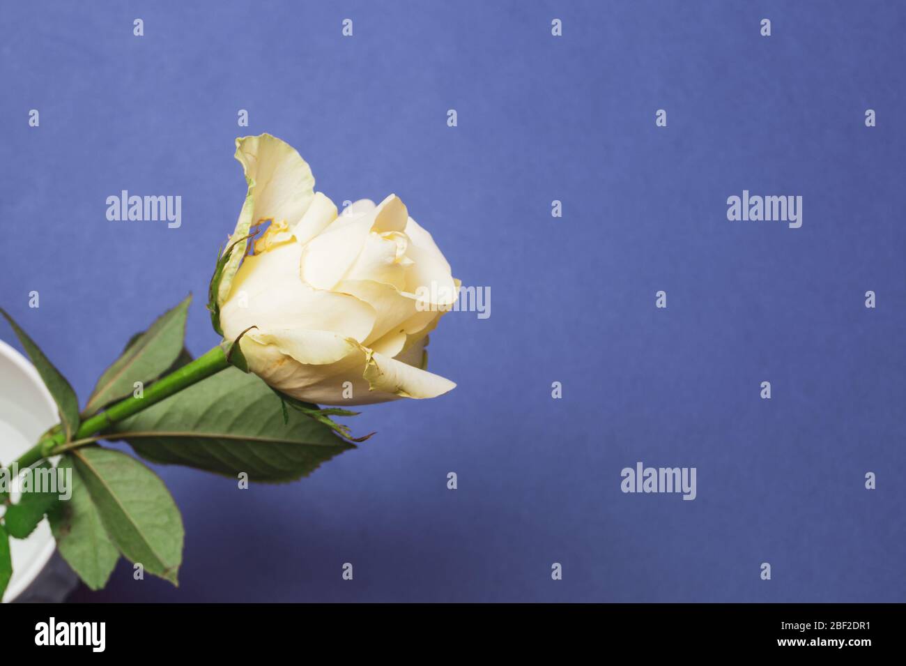White rose on blue background Stock Photo - Alamy