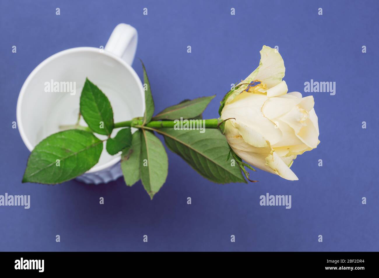 White rose on blue background Stock Photo - Alamy