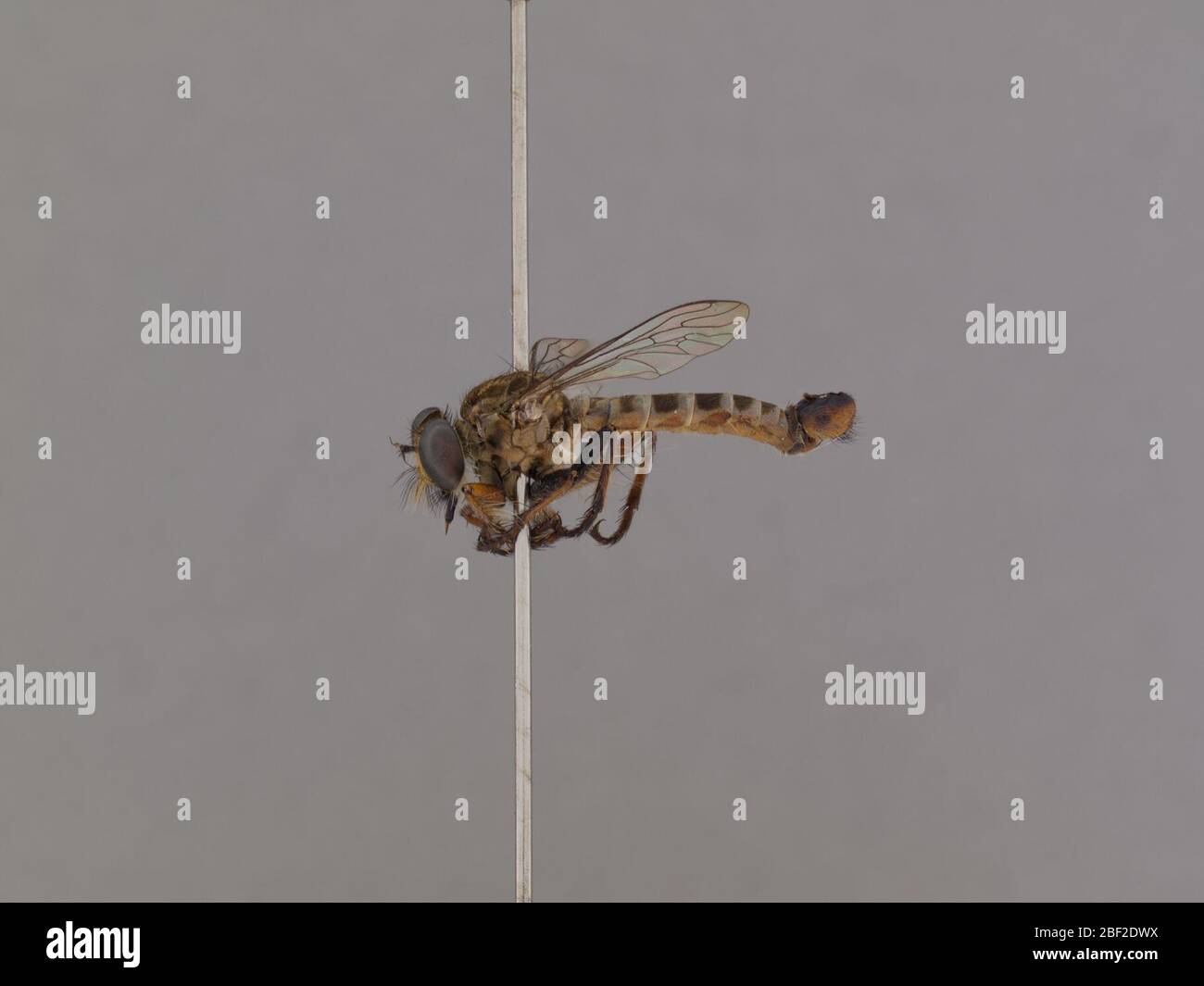 Wilcoxius tumidus. 17 Mar 20201 Stock Photo