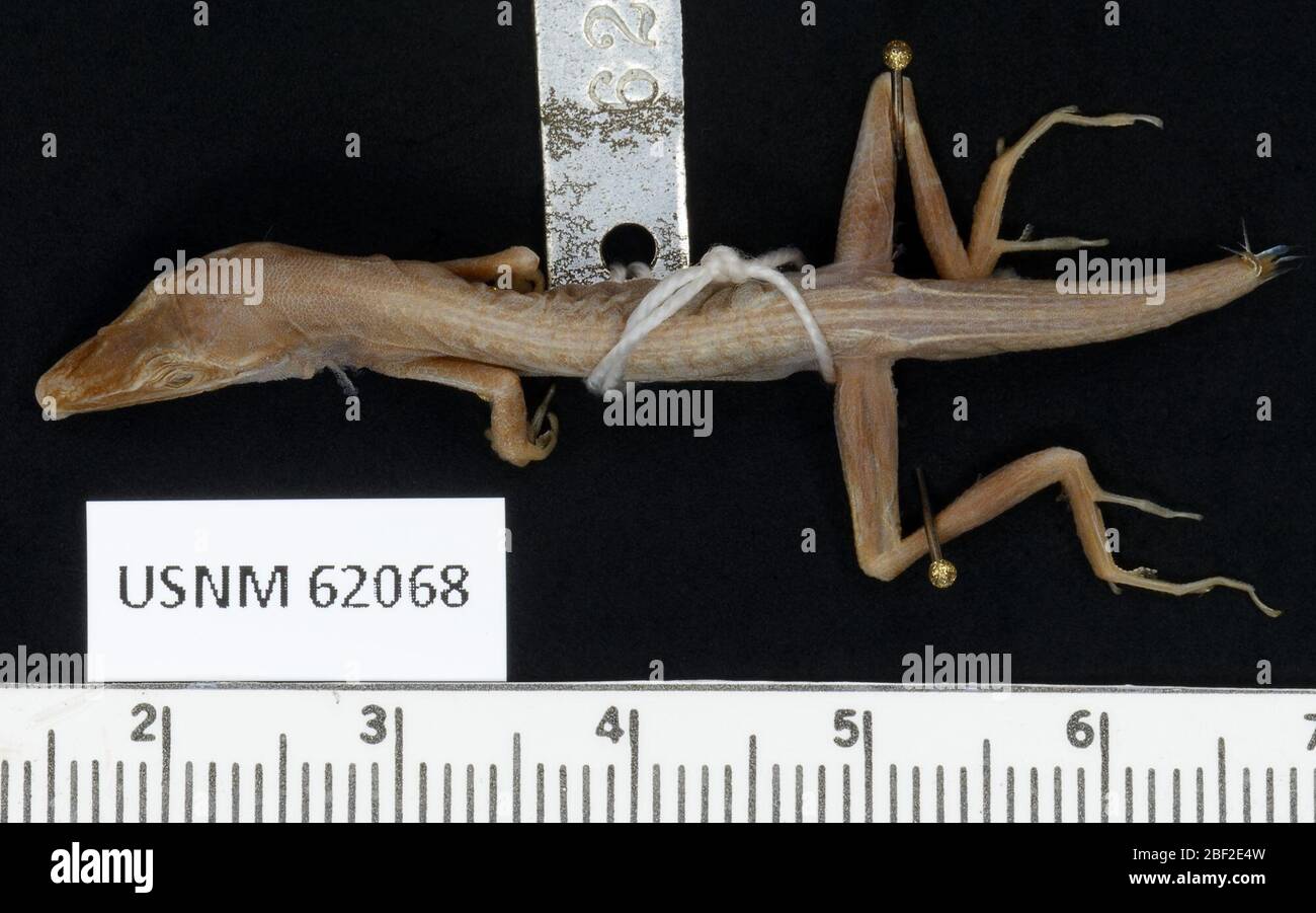 Anolis cyanopleurus. 28 Sep 20151 Stock Photo - Alamy