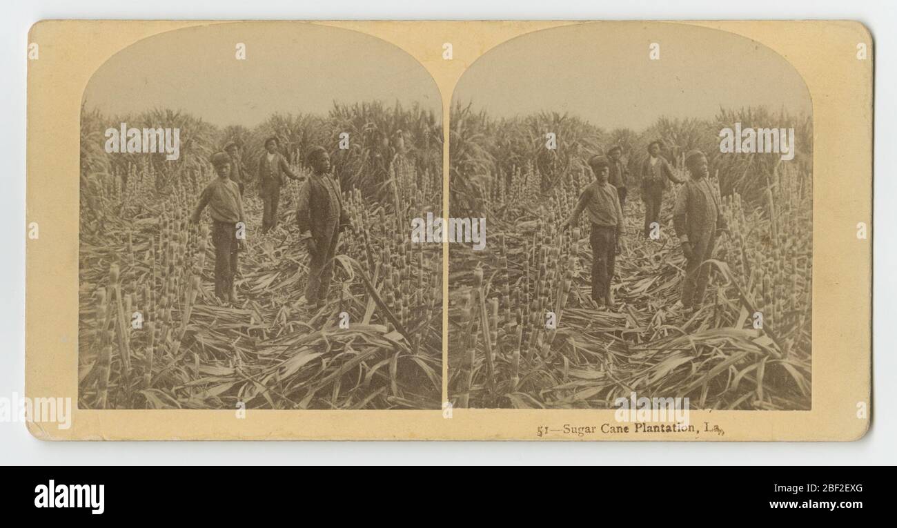 51Sugar Cane Plantation La. A black-and-white stereoscopic photograph depicting four young boys standing in a sugarcane field. Black type below photograph reads, [51 - Sugar Cane Plantation, La.]. There are no marks on the back. Stock Photo