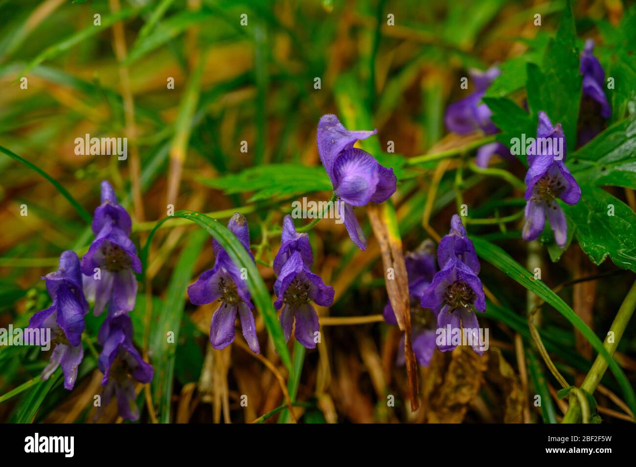 Purple Flowers Grow In The Grasses in mountain field Stock Photo - Alamy