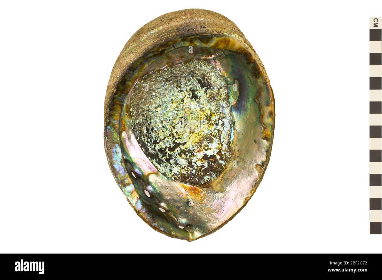 Haliotis. This object is part of the Education and Outreach collection, some of which are in the Q?rius science education center and available to see.This object is a green abalone (Haliotis fulgens). Stock Photo