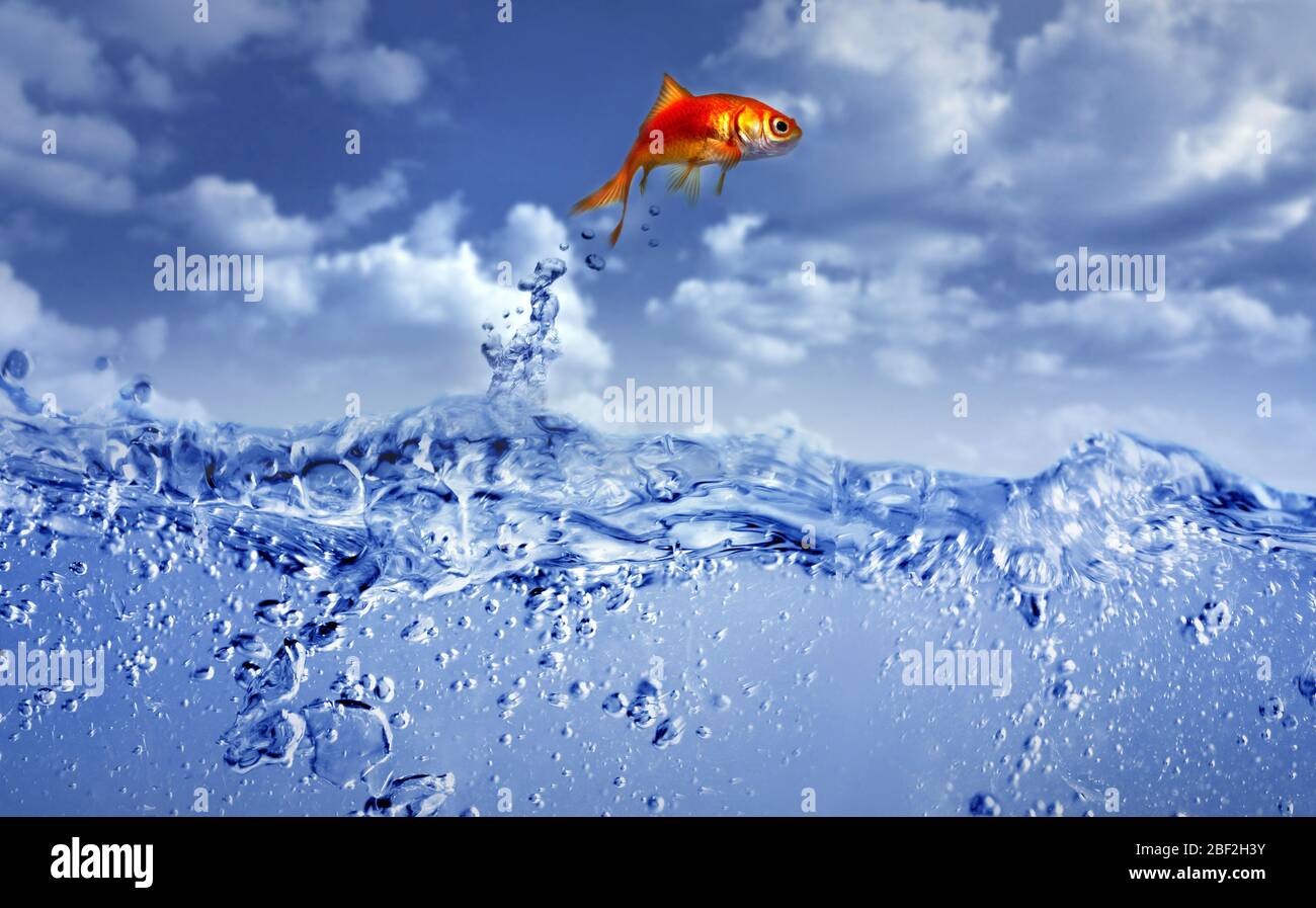 Gold fish jumping out of fish bowl hires stock photography and images
