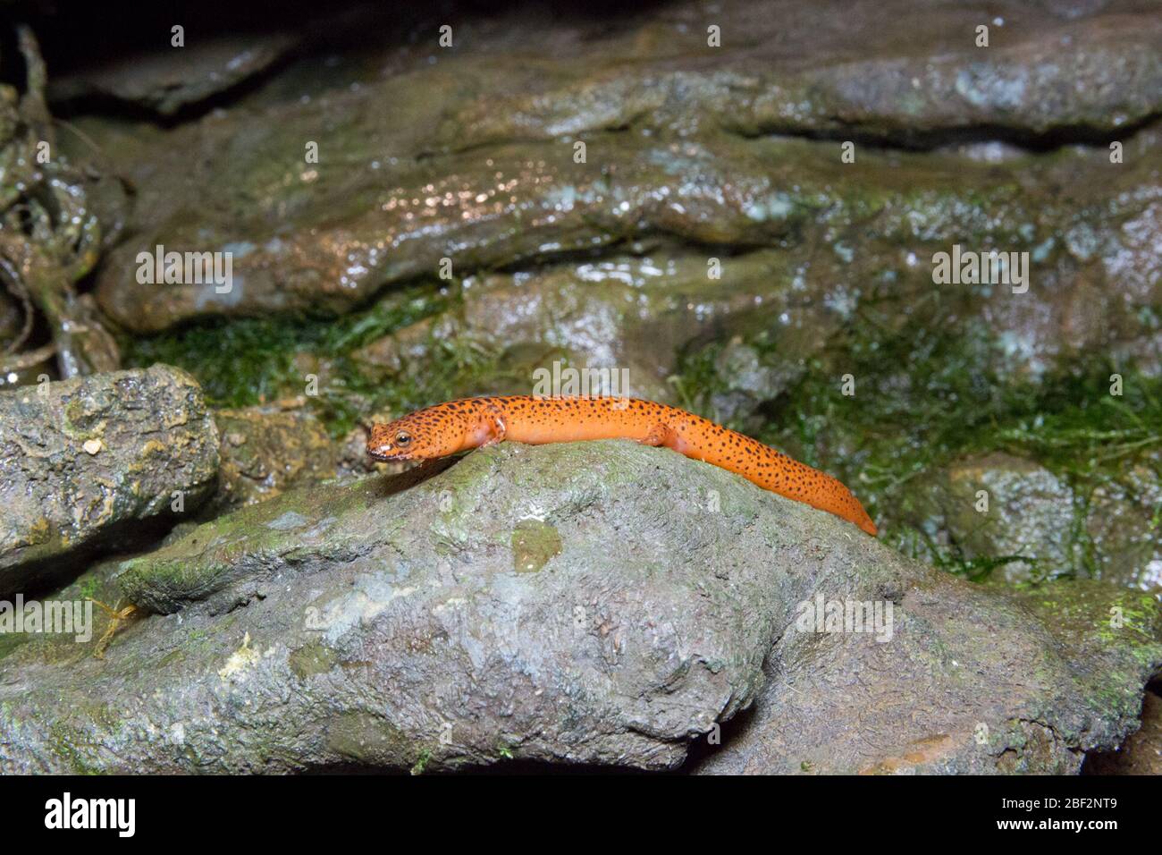 Northern Red Salamander. Salamander,Amphibian,Reptile House,Species